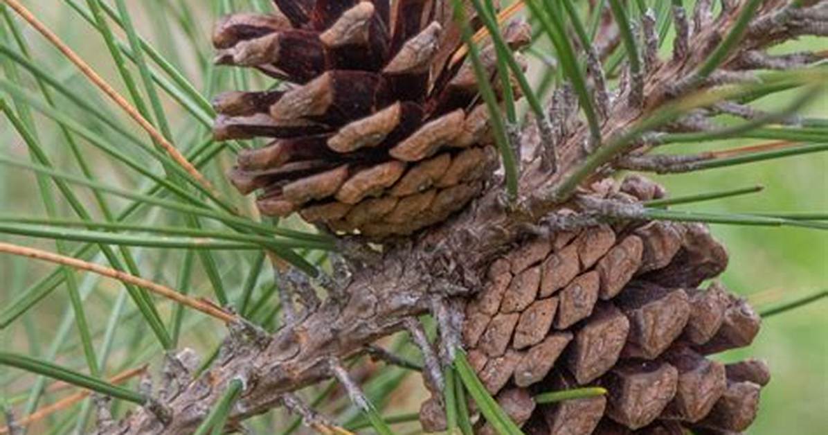 Red Pine