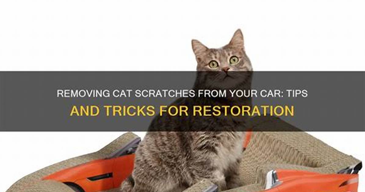 Removing Cat Scratches