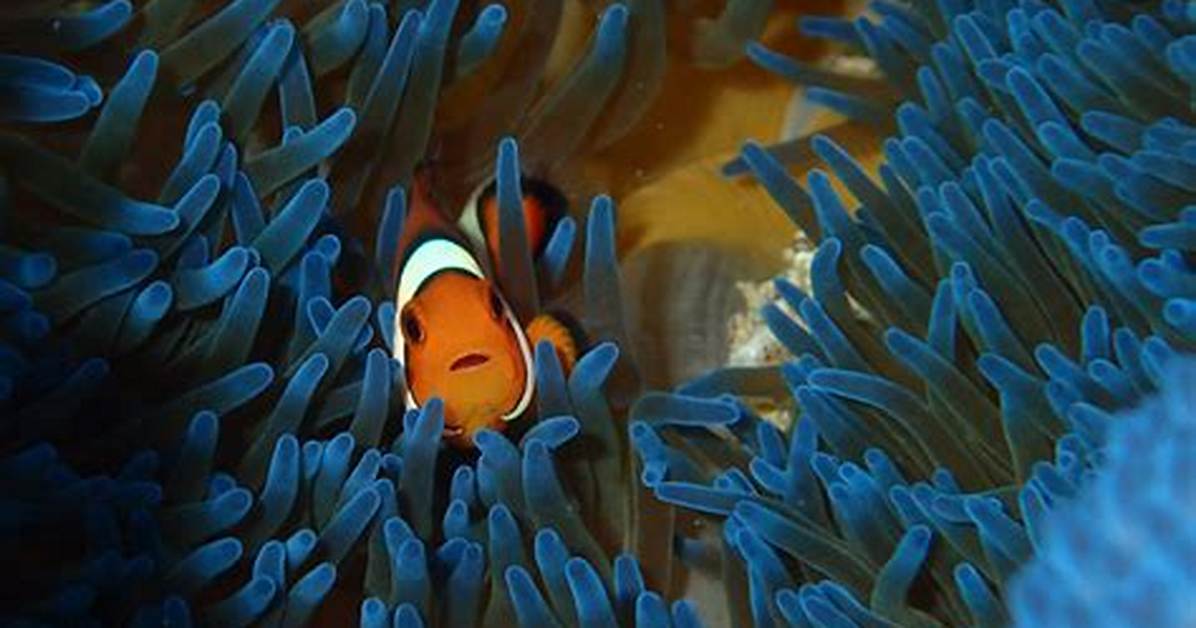 Robin Aiello, Beloved Marine Biologist Dies Unexpectedly, Cause of Death Revealed