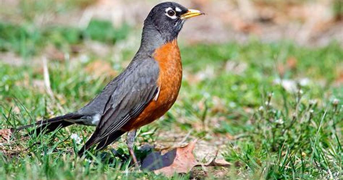 Robin