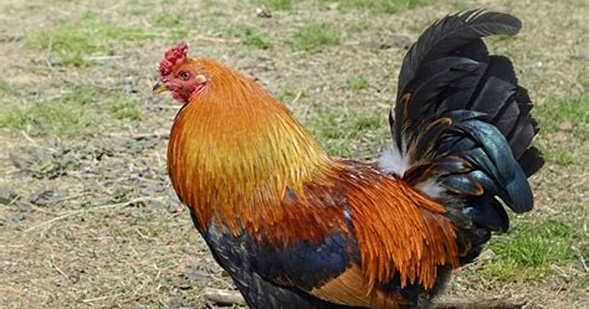 Rooster