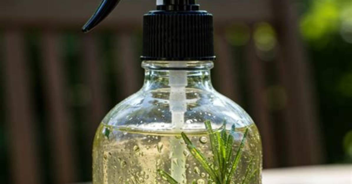 Rosemary as Flea Repellent