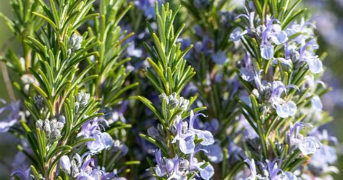 Rosemary As