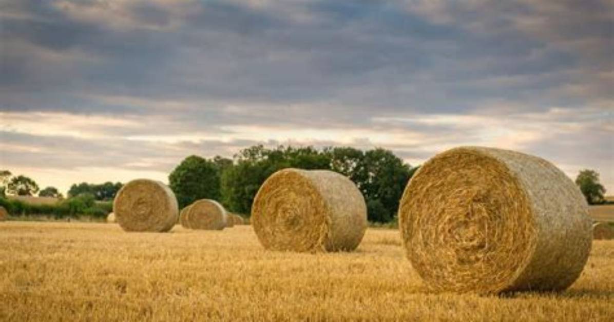 Round vs Square Field
