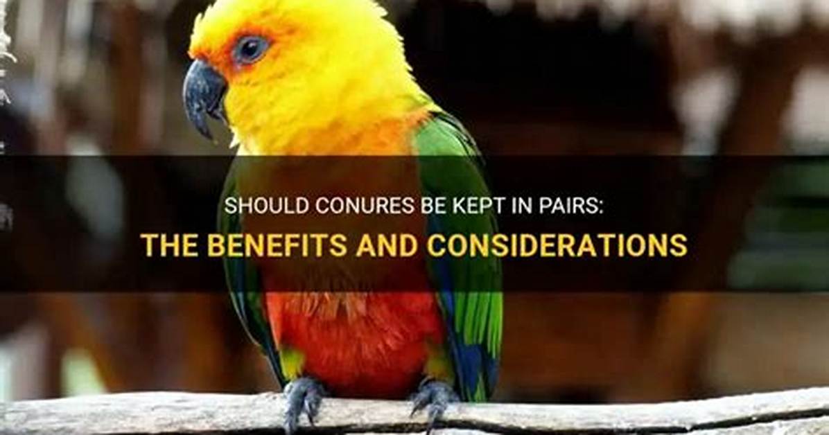 Should Conures Be Paired?