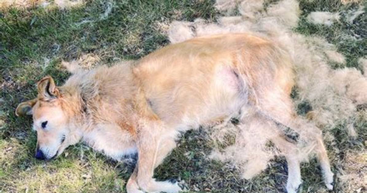 Should Dogs Be Shedding Now?