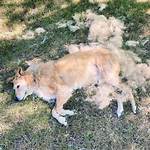 Should Dogs Be Shedding Now?
