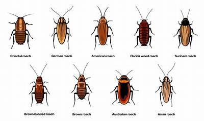 Should I Be Scared of Roaches?