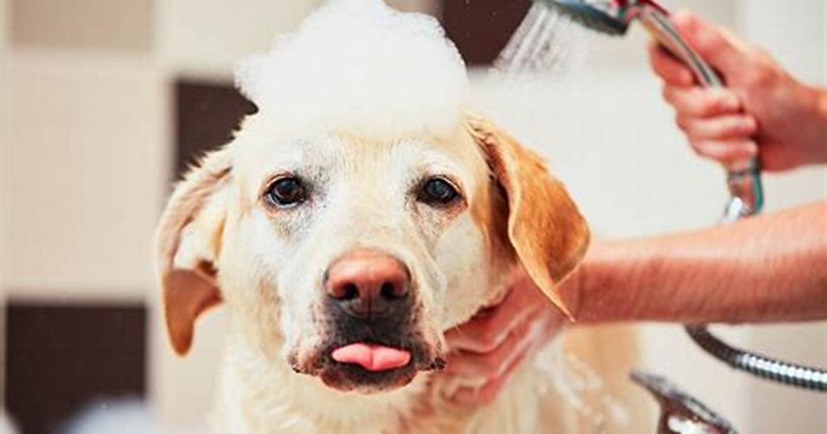 Should I Brush Dog Before Bath?
