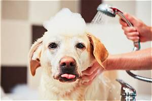 Should I Brush Dog Before Bath?
