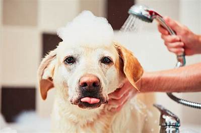 Should I Brush Dog Before Bath?