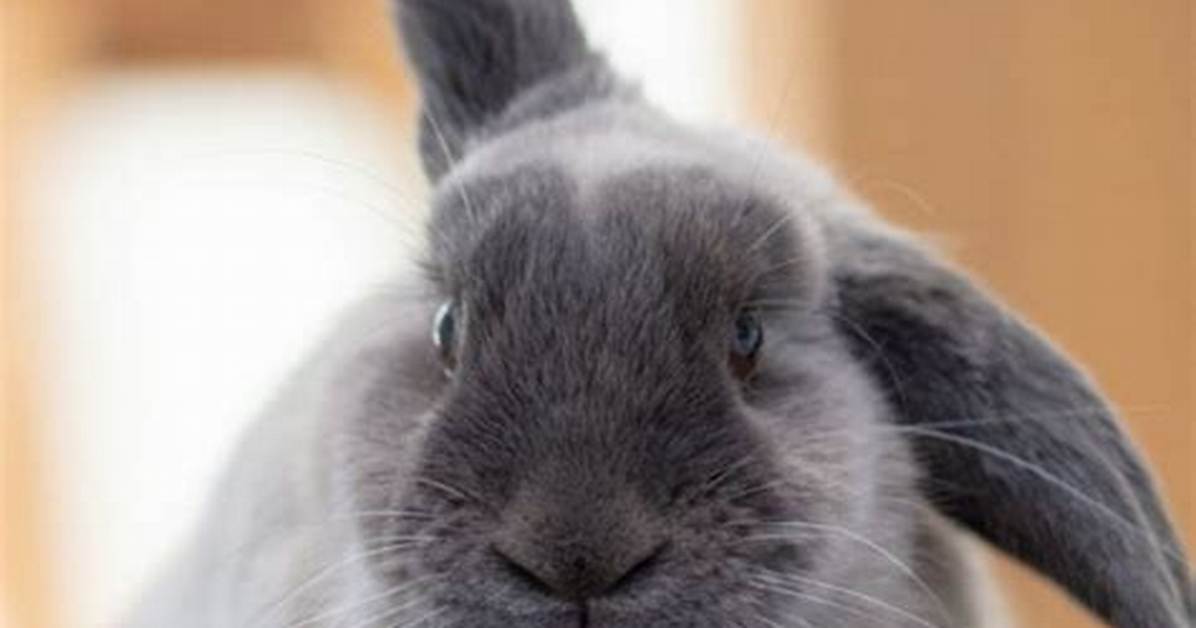 Should I Cover My Rabbits Cage at Night?