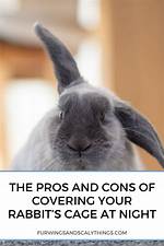 Should I Cover My Rabbits Cage at Night?