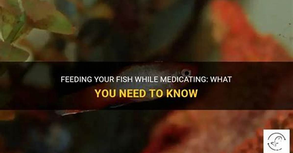 Should I Feed Fish While Medicating?