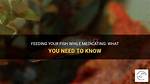 Should I Feed Fish While Medicating?