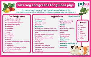 Should I Feed My Guinea Pig Vegetables Everyday?