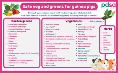 Should I Feed My Guinea Pig Vegetables Everyday?