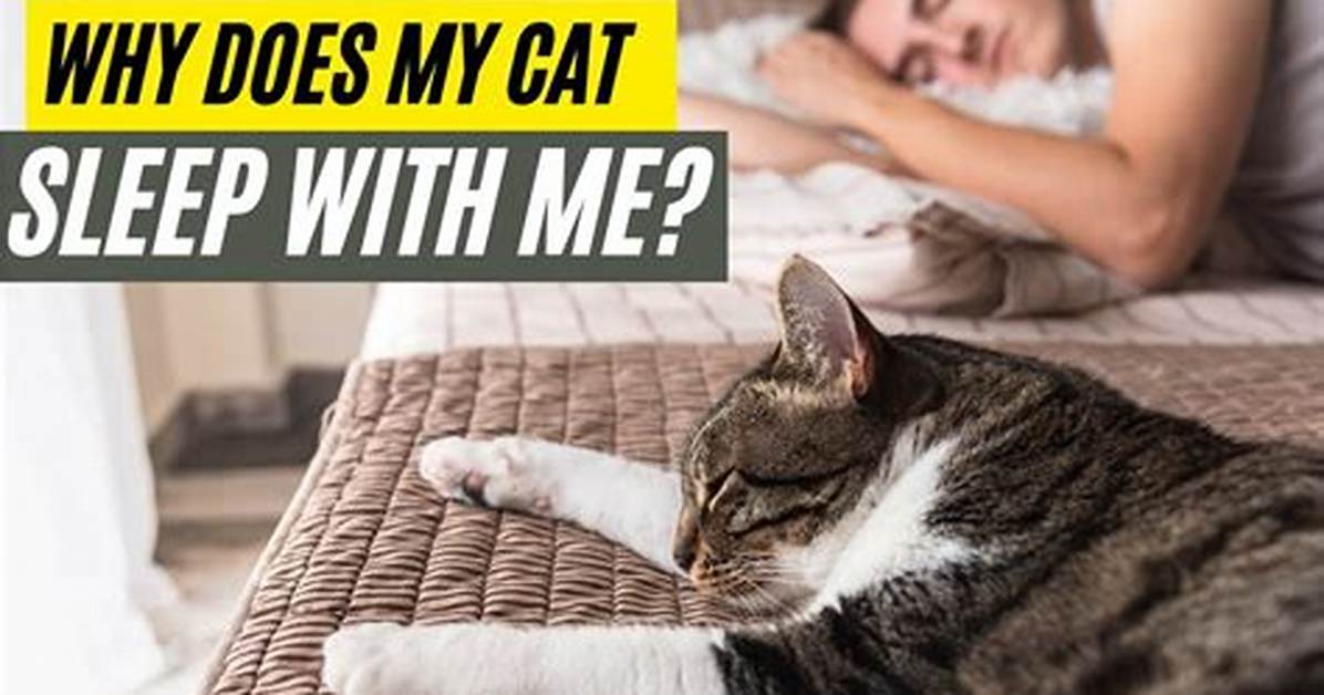Should I Let Cat Sleep in My Bed?
