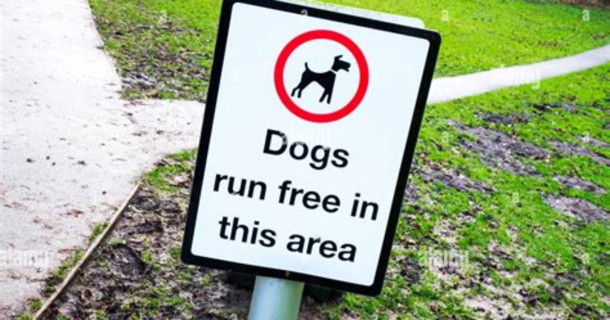 Should I Let My Puppy Run Free?