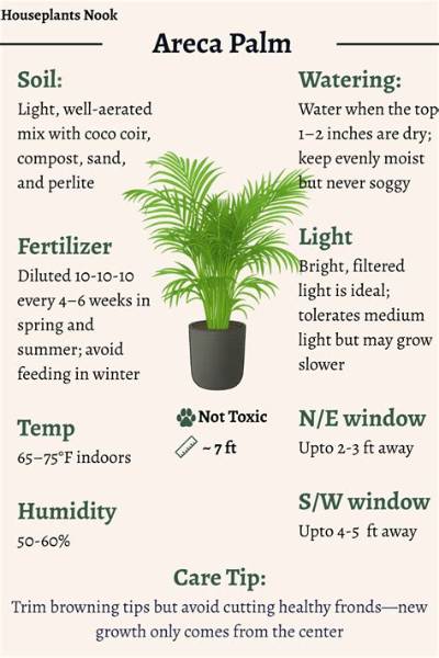 Should I Mist My Palm Plant?
