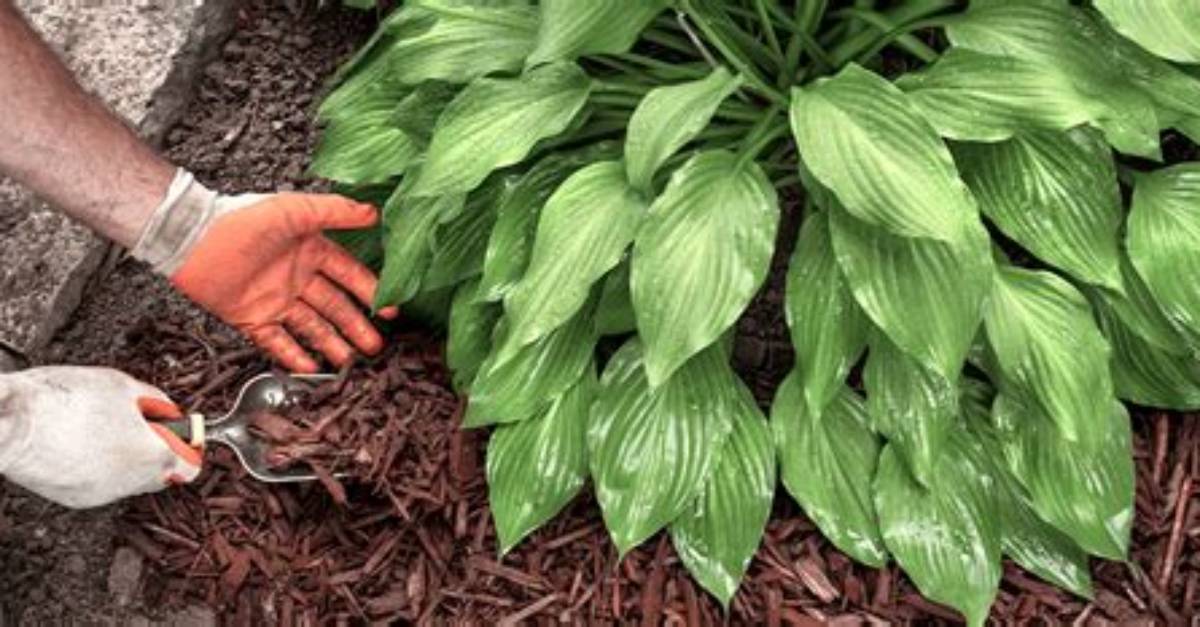 Should I Mulch Around My Hostas?