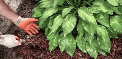 Should I Mulch Around My Hostas?
