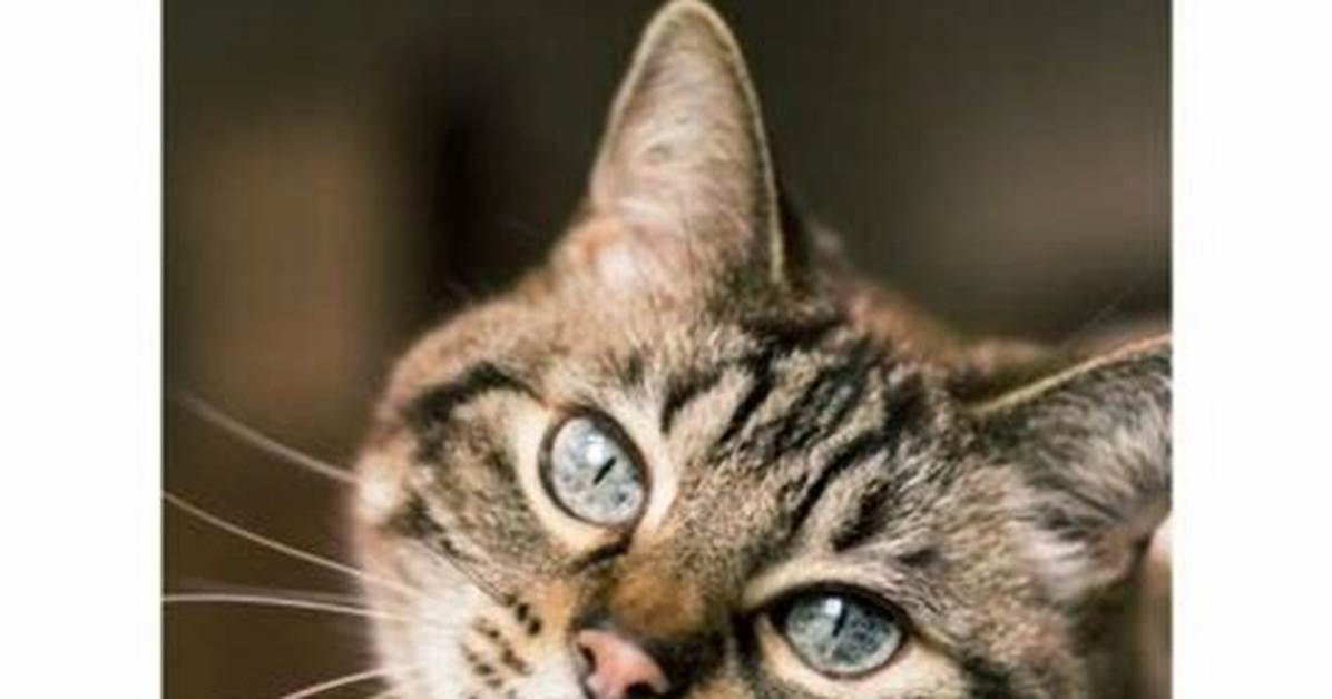 Should I Snap at My Cat?