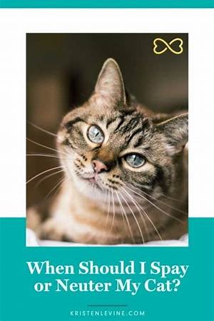 Should I Snap at My Cat?