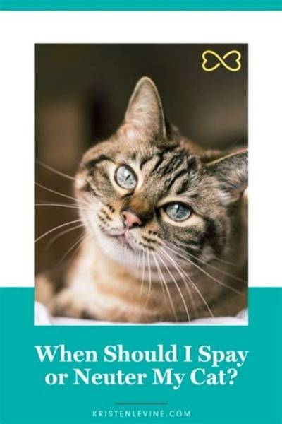 Should I Snap at My Cat?