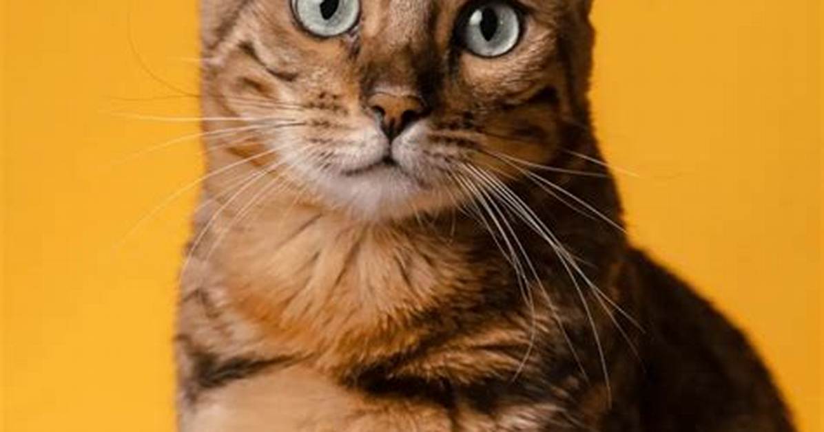 Should I Stare at My Cat?