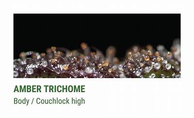 Should I Wait for Amber Trichomes?