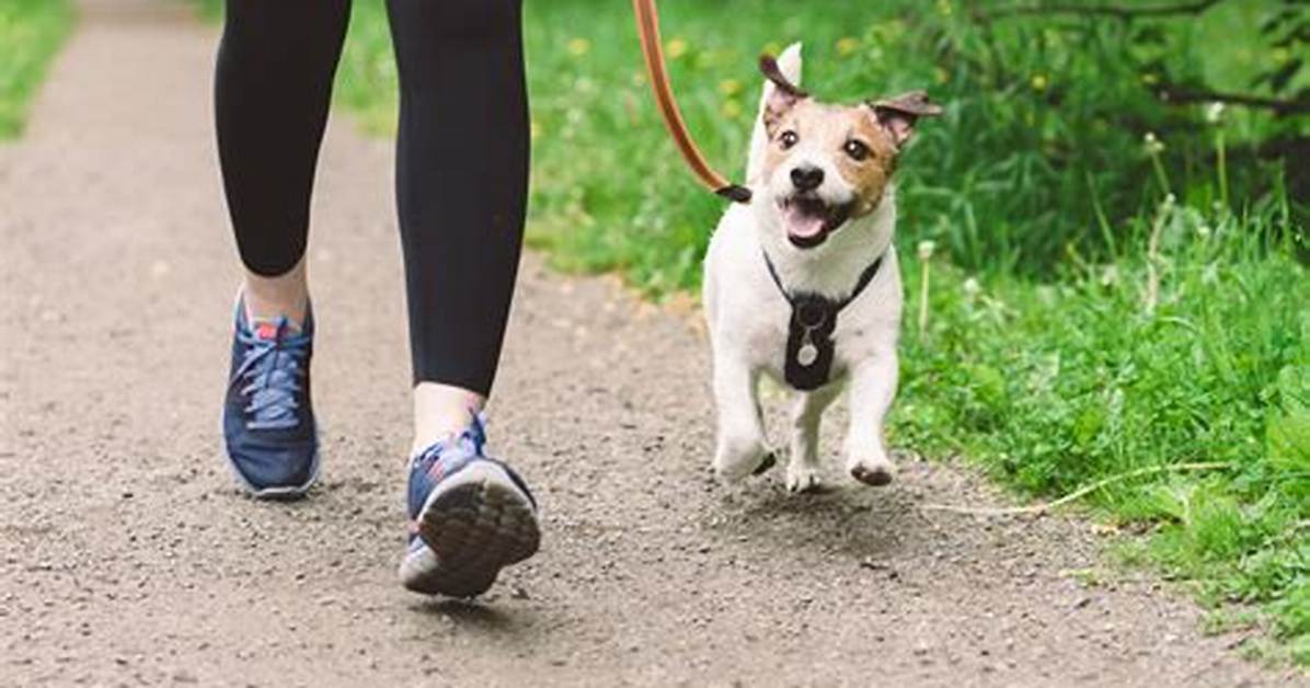 Should I Walk My Dog with Vestibular