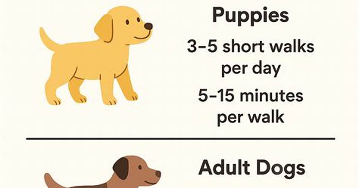 Should I Walk My Dog With