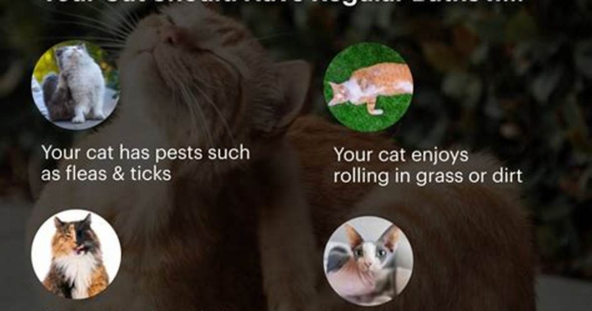 Should You Bath Cats?