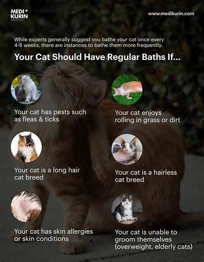 Should You Bath Cats?