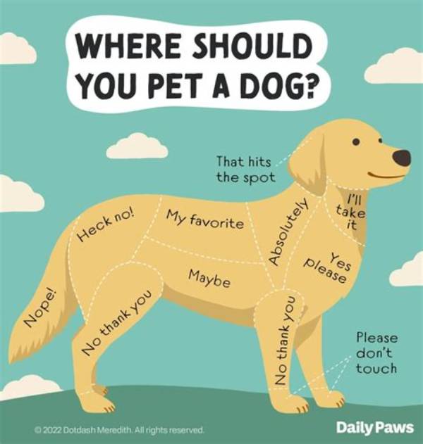 Should You Be with Your Dog When It Is Put to Sleep?