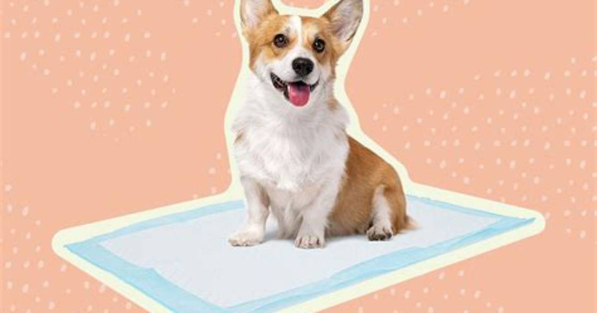 Should You Put a Puppy Pad in a Crate at Night?
