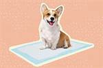 Should You Put a Puppy Pad in a Crate at Night?