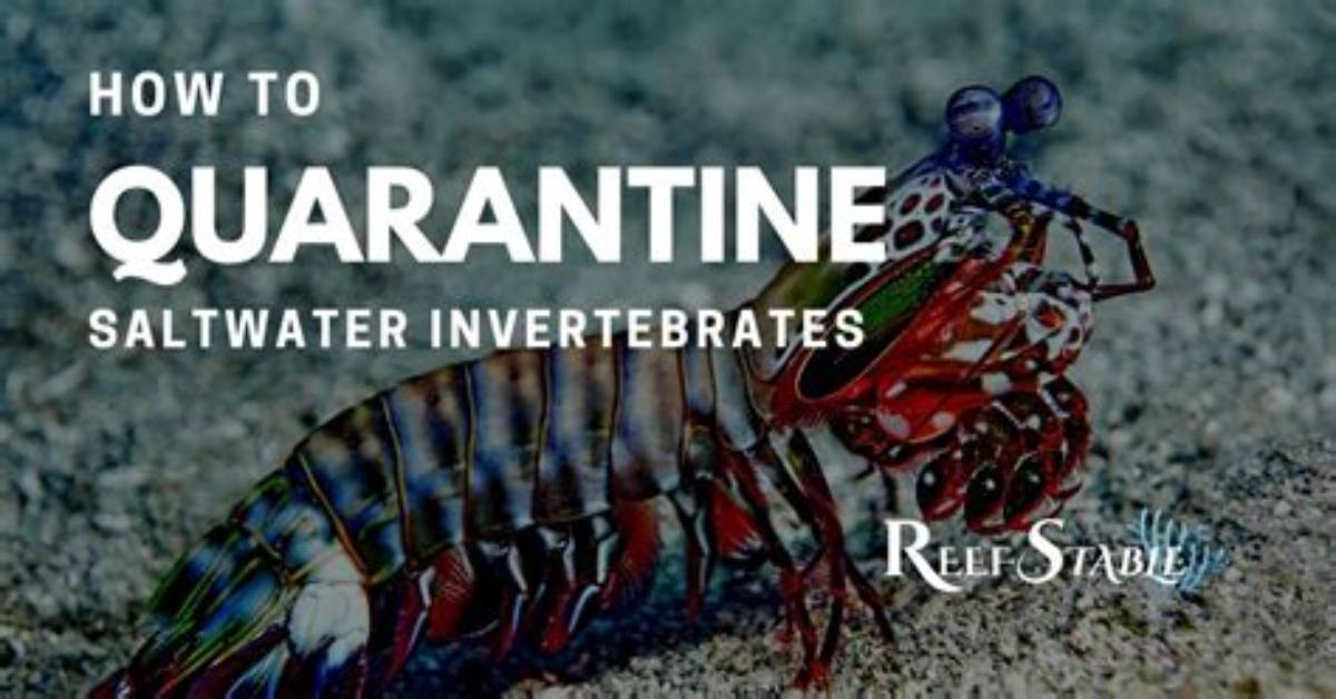 Should You Quarantine Invertebrates?