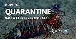 Should You Quarantine Invertebrates?