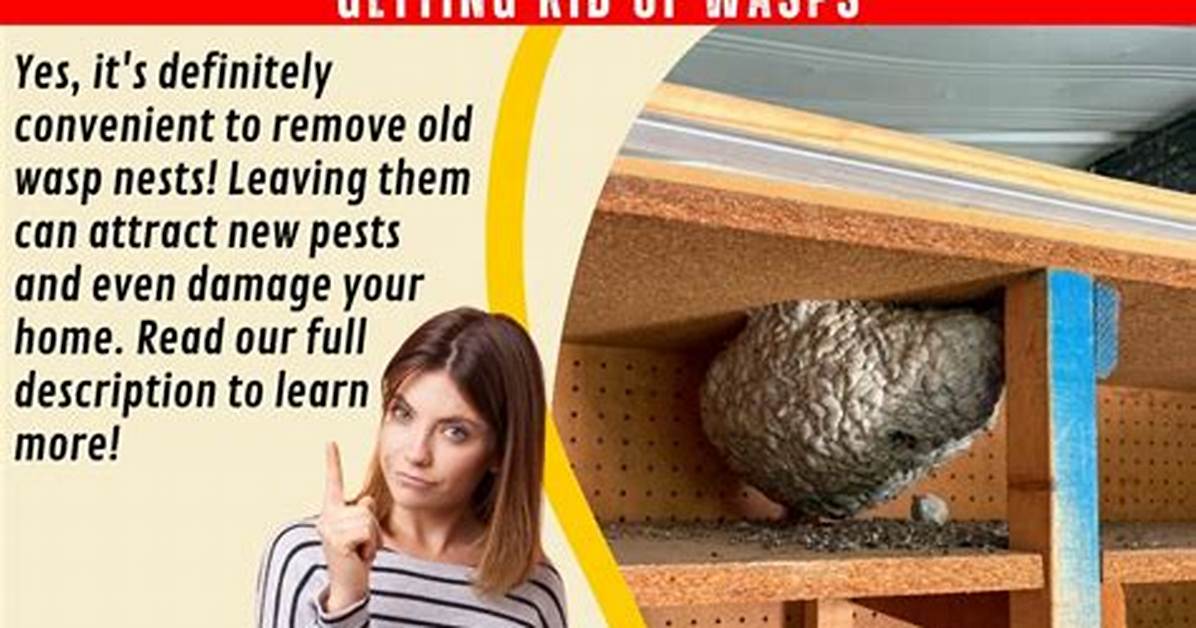 Should You Remove Old Wasp Nests?