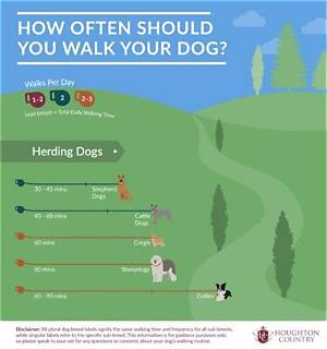 Should You Walk Your Dog Before Bed?