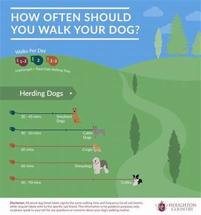 Should You Walk Your Dog Before Bed?