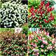 Shrubs That Provide Home Security
