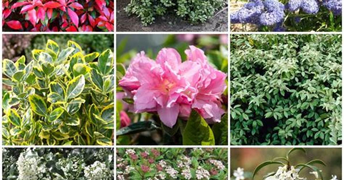 Shrubs