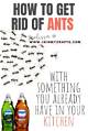 Simple Household Products to Kill Ants