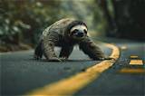 Sloth Fever: the Slow and Steady Phenomenon Captivating the World