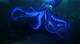Squid from Finding Nemo: the Hidden Star of the Ocean