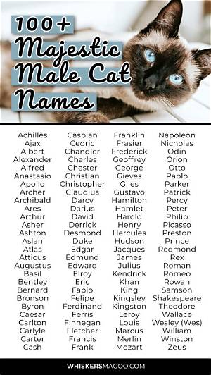 Strong Male Cat Names: a Comprehensive Guide to Choosing the Perfect Name