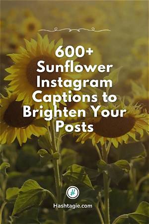 Sunflower Captions: Brighten Your Social Media with the Perfect Words